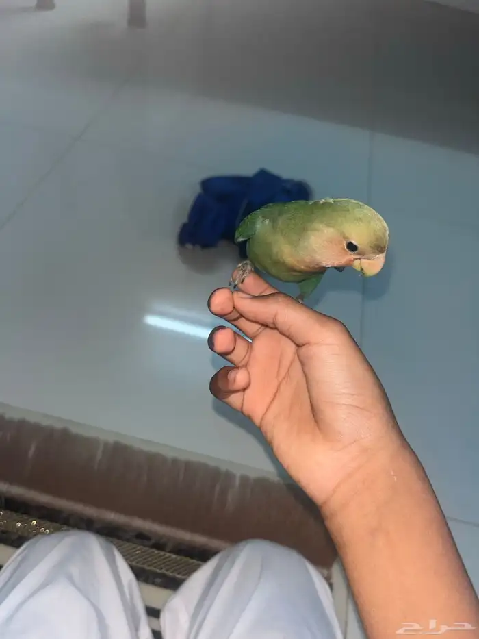 ببغاء روز أليف 3