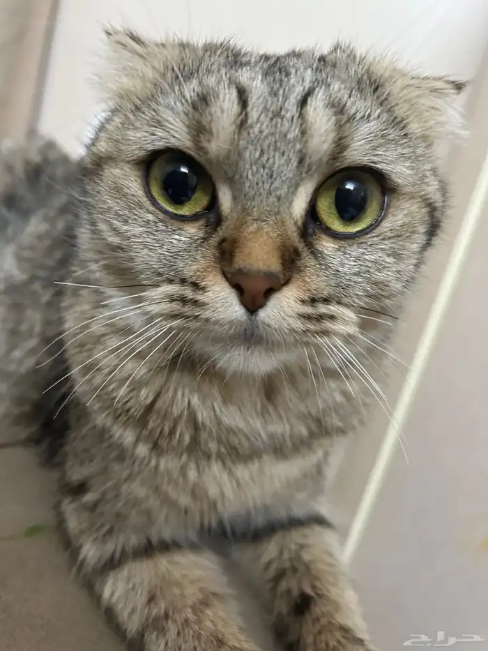 قطط سكوتش فولد صغار مع امهم للبيع 0