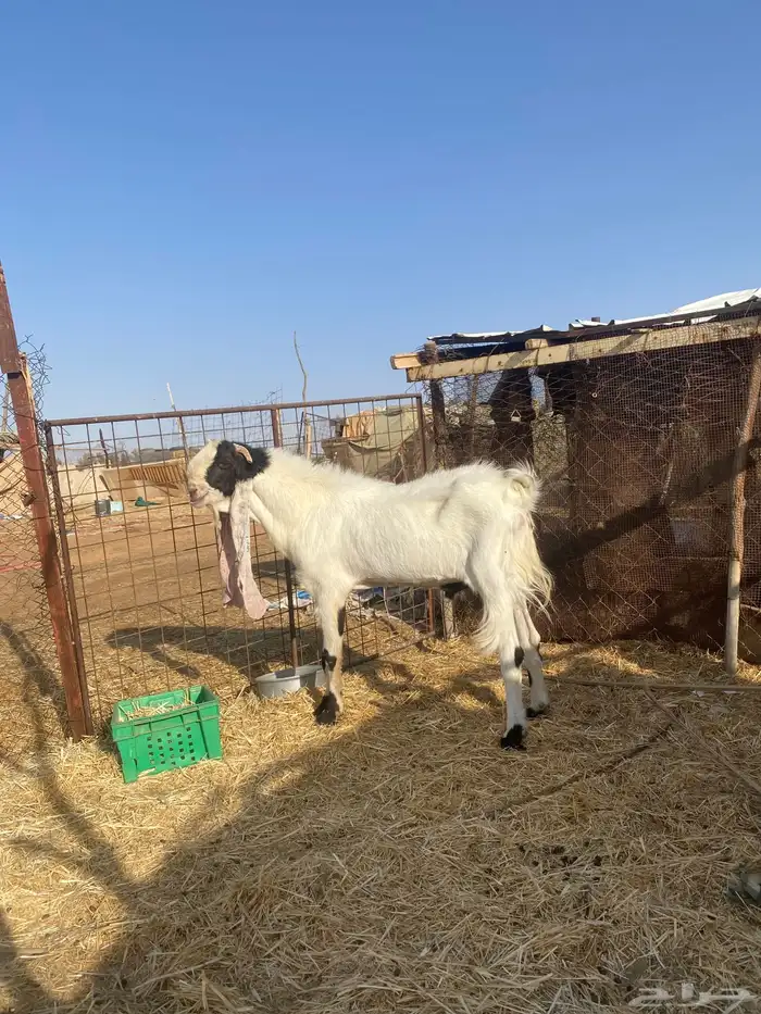 تيس صنف هولندي مشروك بمصري الحد ب2000 1