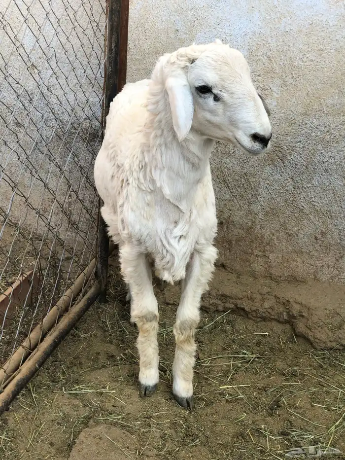 خروف نظيف ومن مراح طيب 4