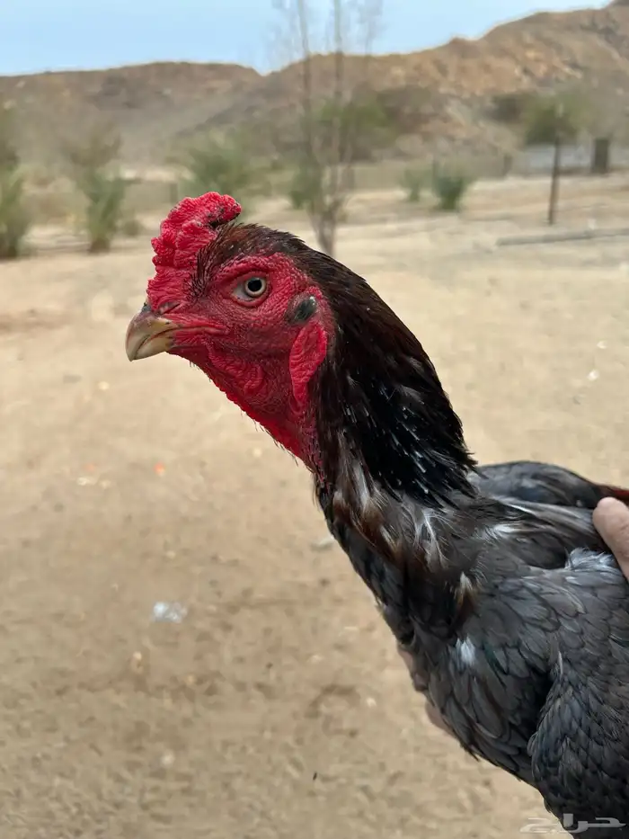 ديك باكستاني خاكي 0