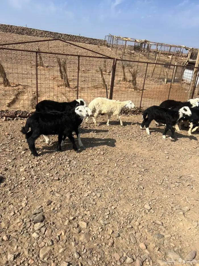 طليان نجد ذبايح 7