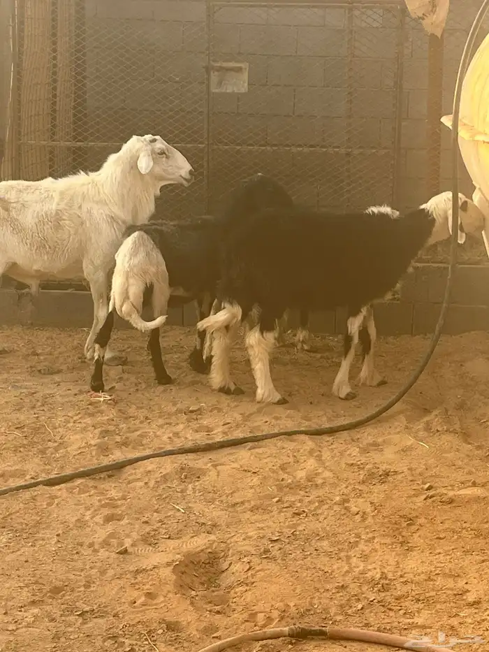 فحل جرى سديس ونعاج نجد 2