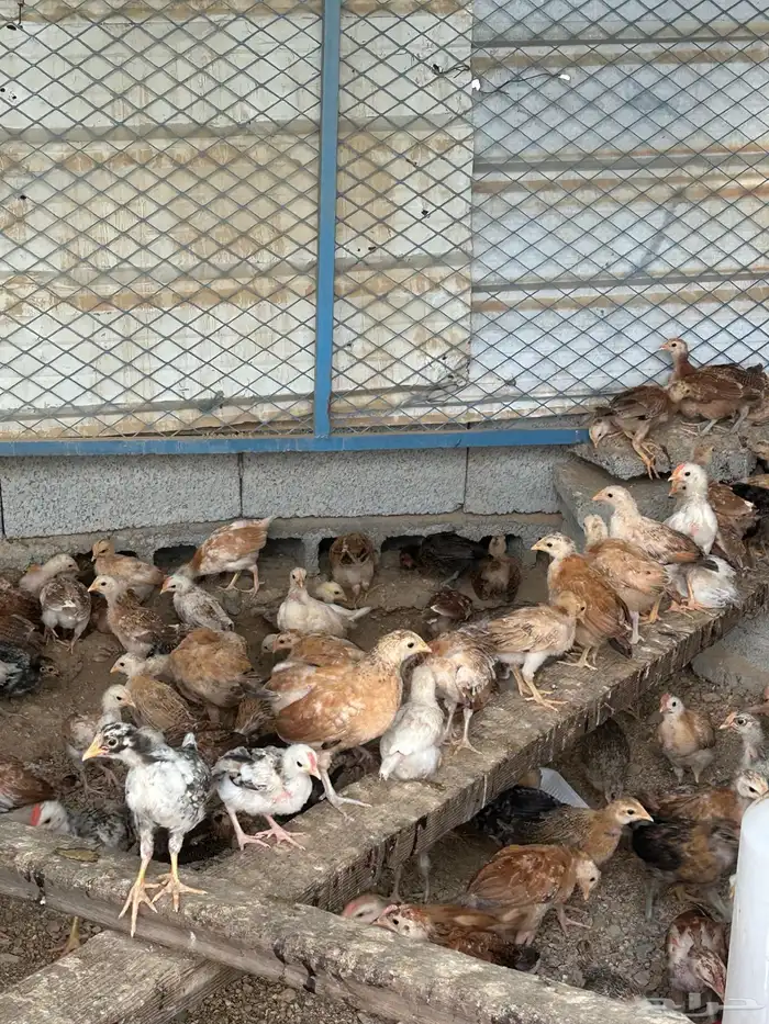 صوص عمر شهر 0