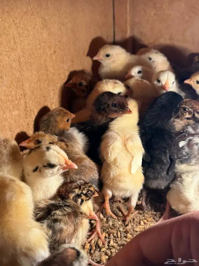 صيصان دجاج بلدي 1