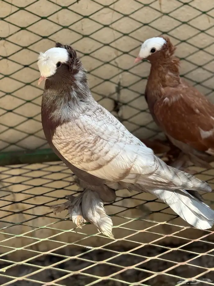 حمام ساكسون 10