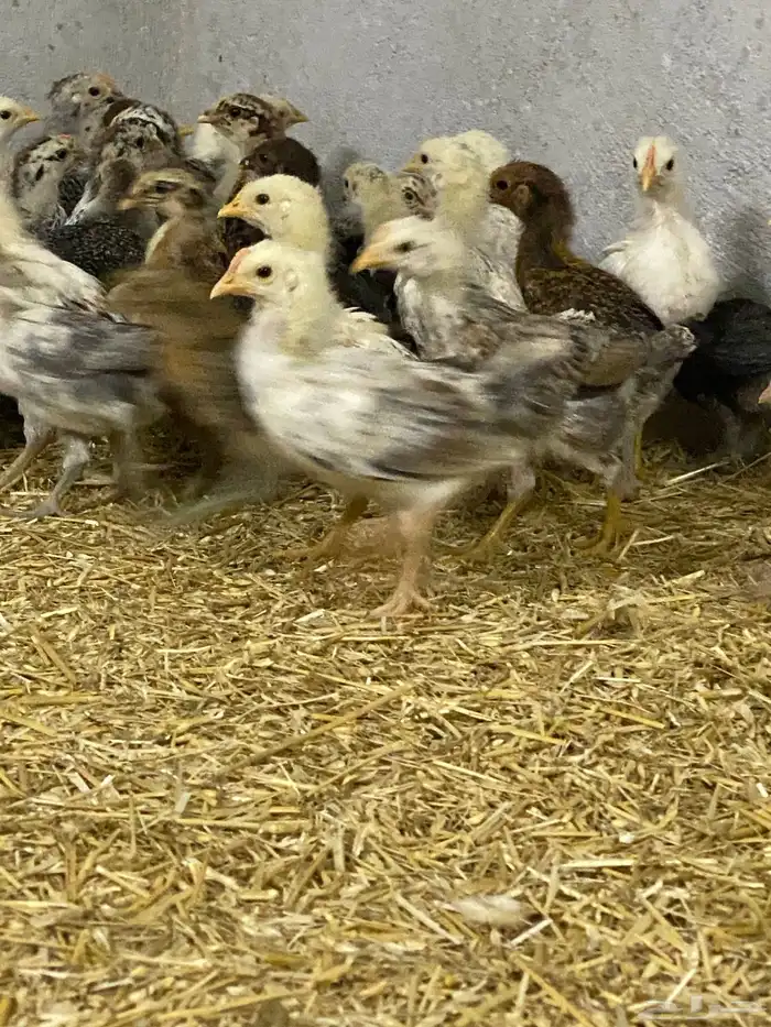 صيصان بلدي وفرنسي للبيع 11