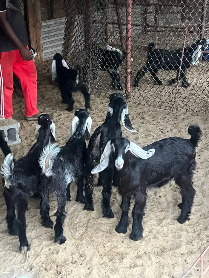 تيوس للبيع العدد (9) شررط صحه ونظافه 2