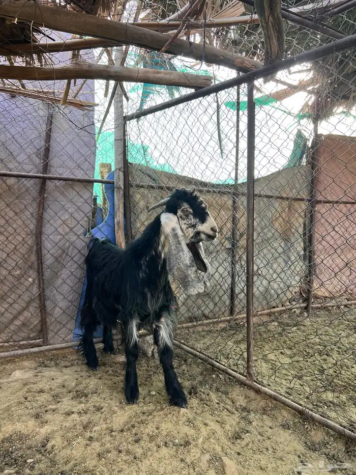 تيس فحل صنف تو ماهد ف الحلال عمره 7 شهور 1