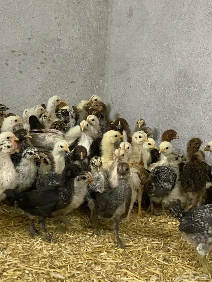 صيصان بلدي وفرنسي للبيع 8