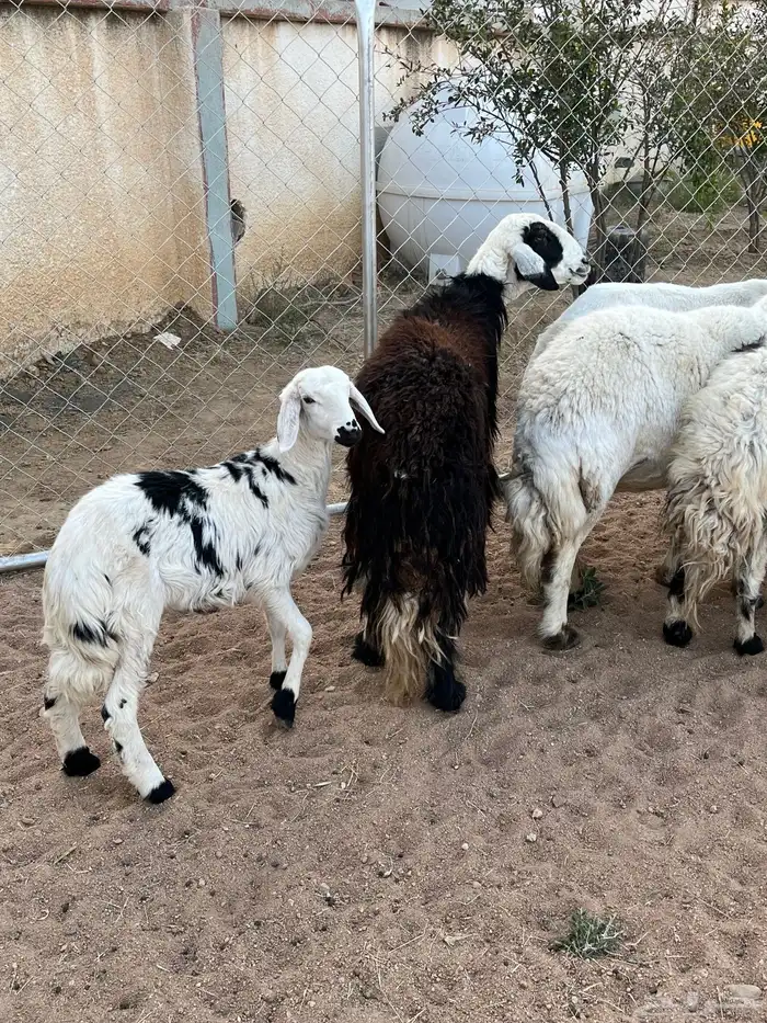 غنم ولد كفو تم البيع 5