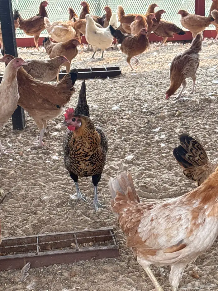 دجاج للبيع 3