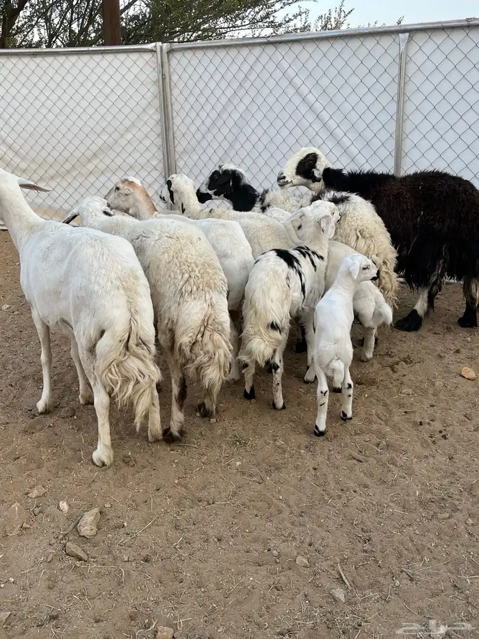 غنم ولد كفو تم البيع 1