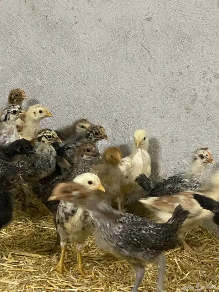 صيصان بلدي وفرنسي للبيع 7