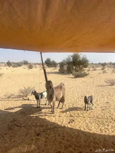 عنز خلفه متاوم للبيع index