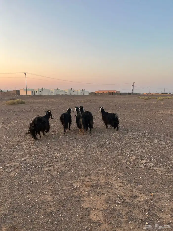 معزة عوارض العدد خمس 1