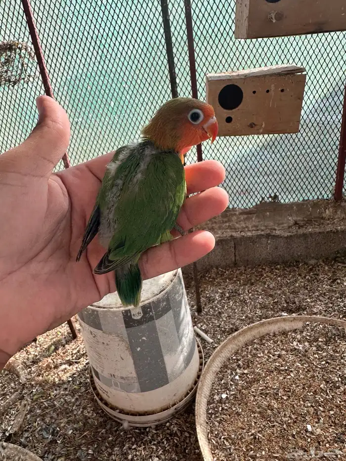 للبيع فيشر نهايه غر ب 70 1