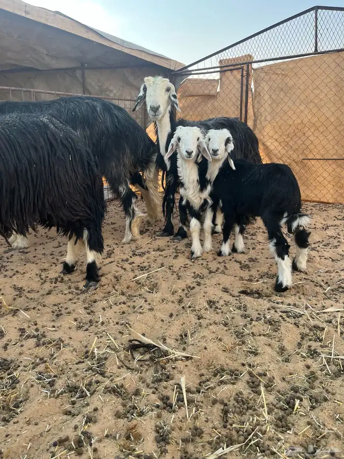 للبيع غنم مواليد ثنتين نجد والثالث الفحل 0