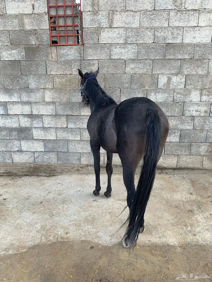 مهره للبيع 0