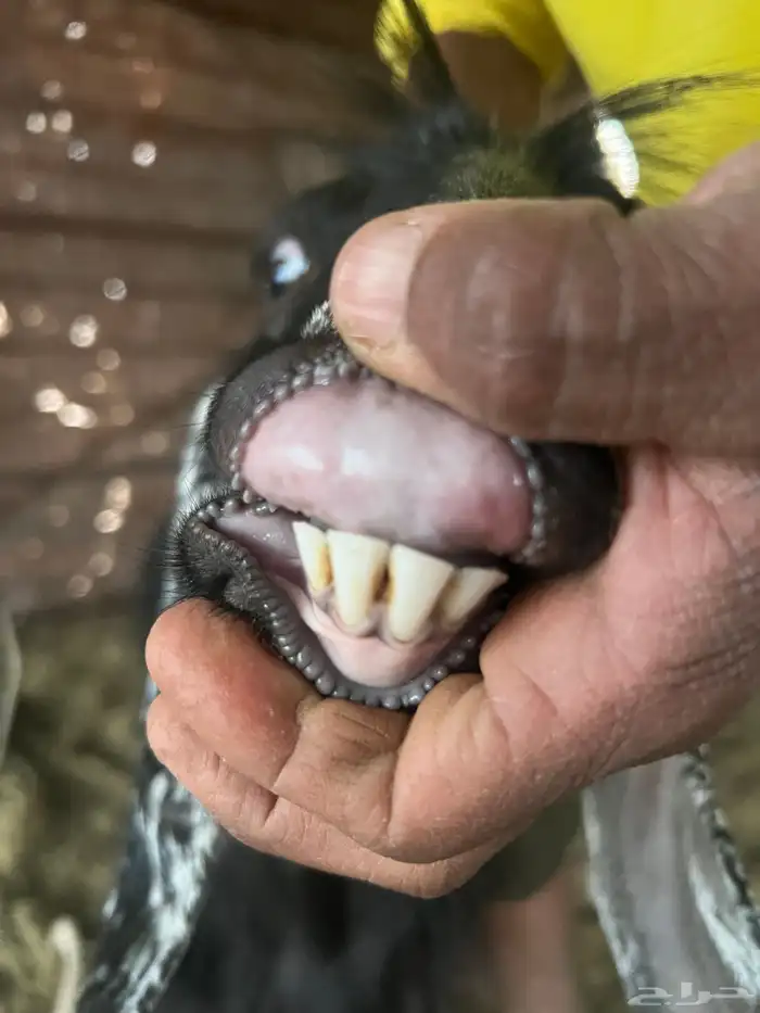 معزا صنف طيبه وجروم طيبه 8