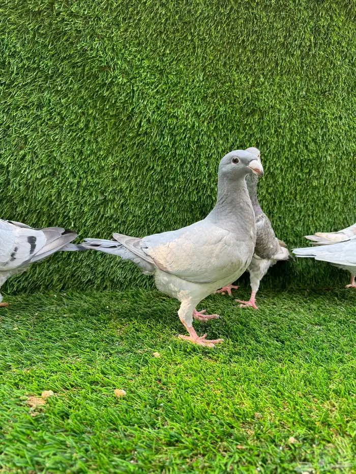 للبيع حمام هومر 2