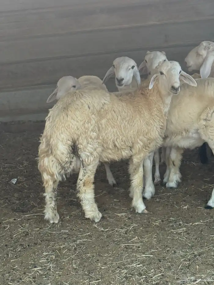 ذبائح بلدي للمناسبات والافراح تربية مو حلال والدي نظيفة 6