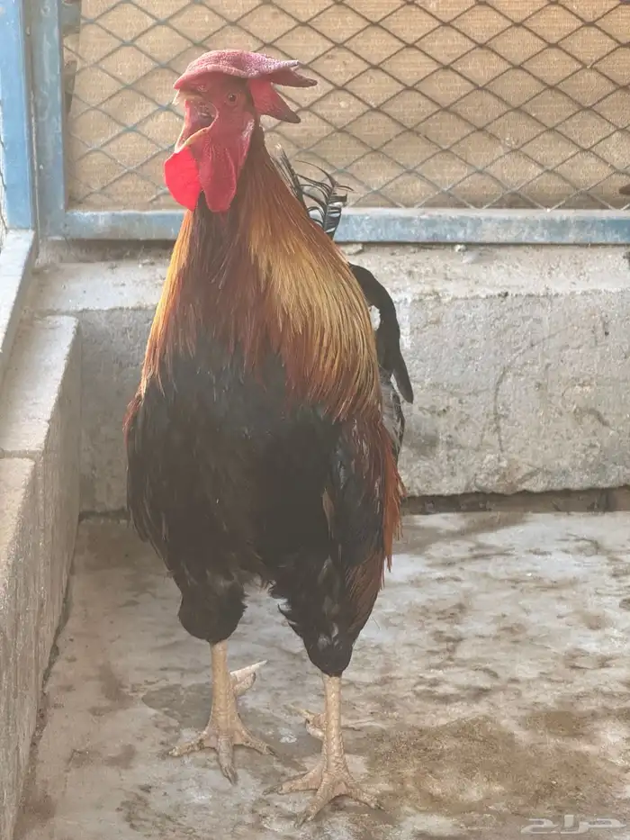 ديك فري جرم كبير التفاصيل في اعلاني السابق 6