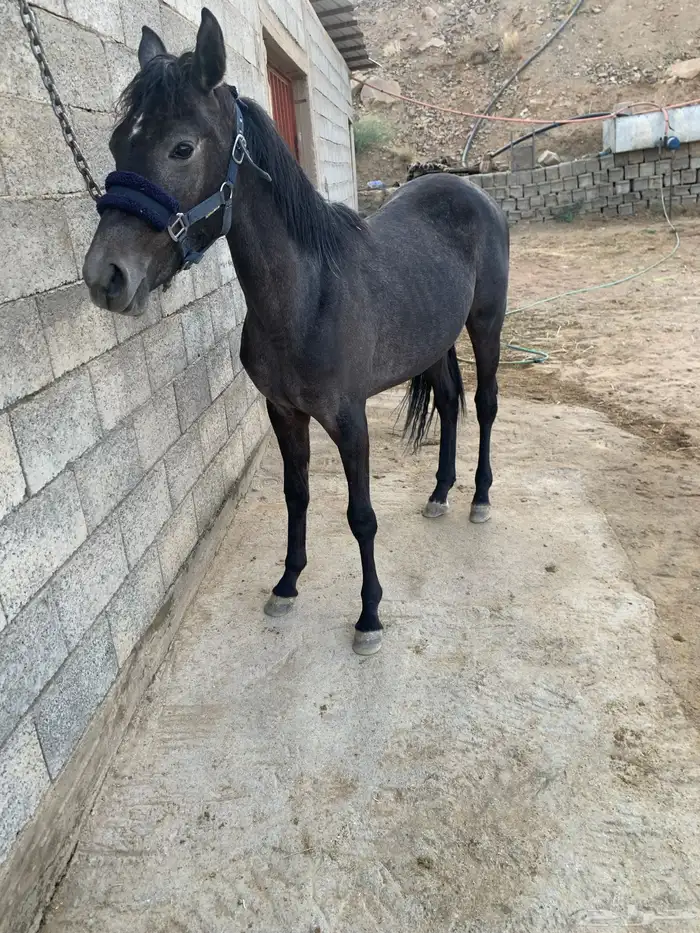 مهره للبيع 2