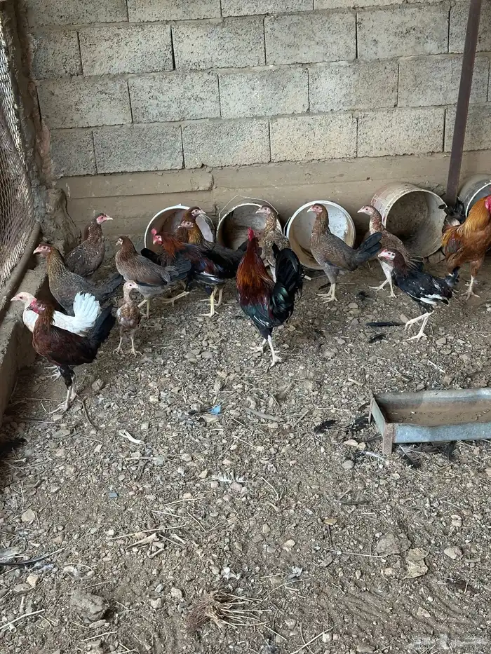 دجاج بلدي حضان 10