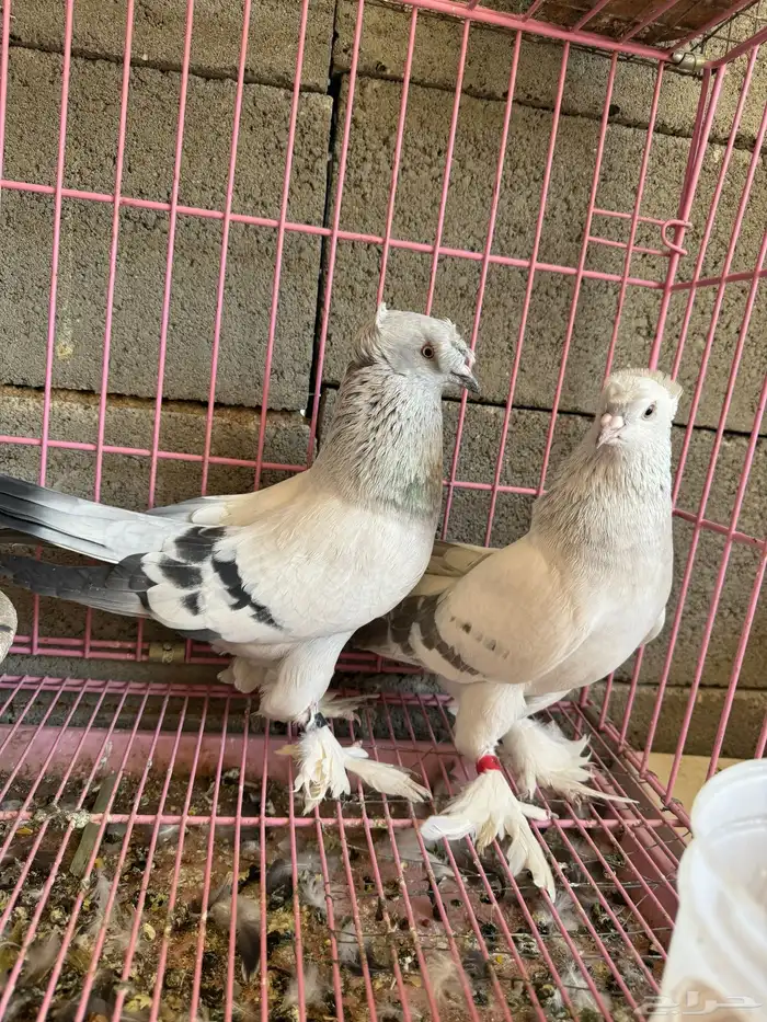 حمام تركي ثلجي للبيع 1