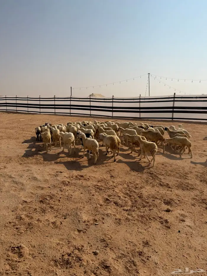 للبيع رخال رفيديات العدد 70 الصحة شرط تم البيع تم البيع 4