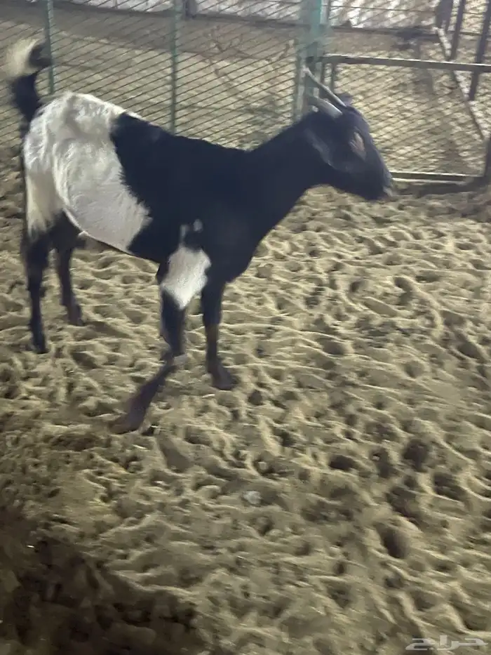 معزا ثلاث يتبعها ثلاث 2