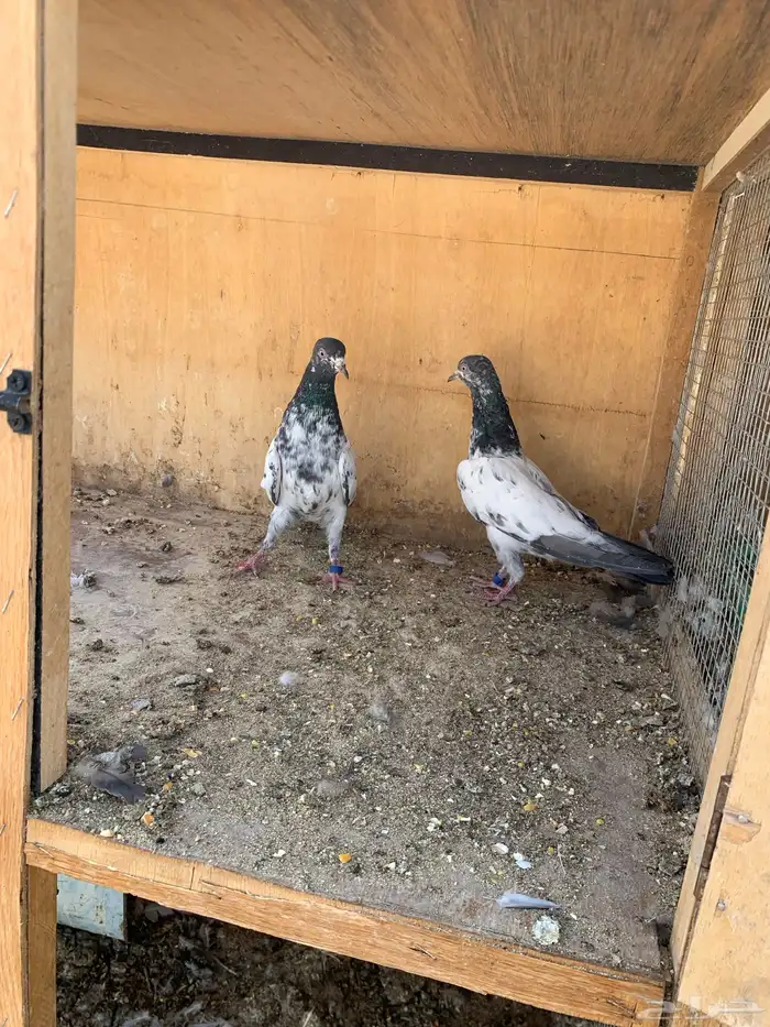 حمام بكستاني 5