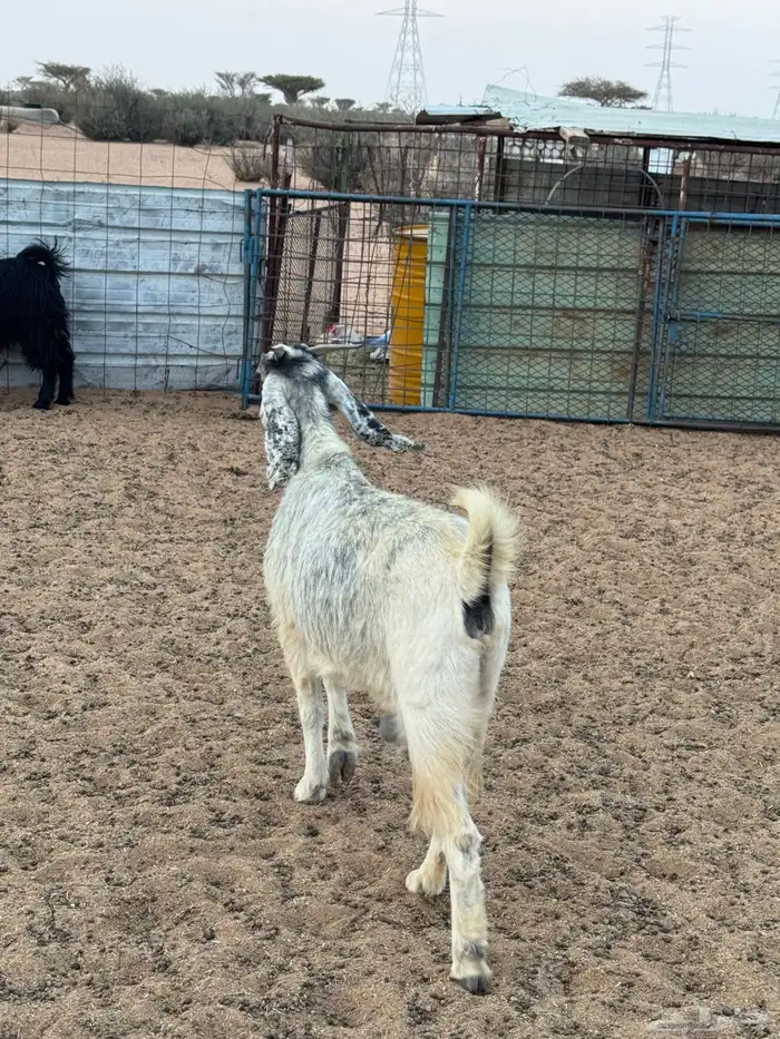 عنز حايل فول شحم 2