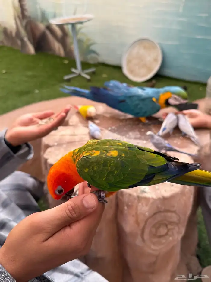 طيور للبيع 24