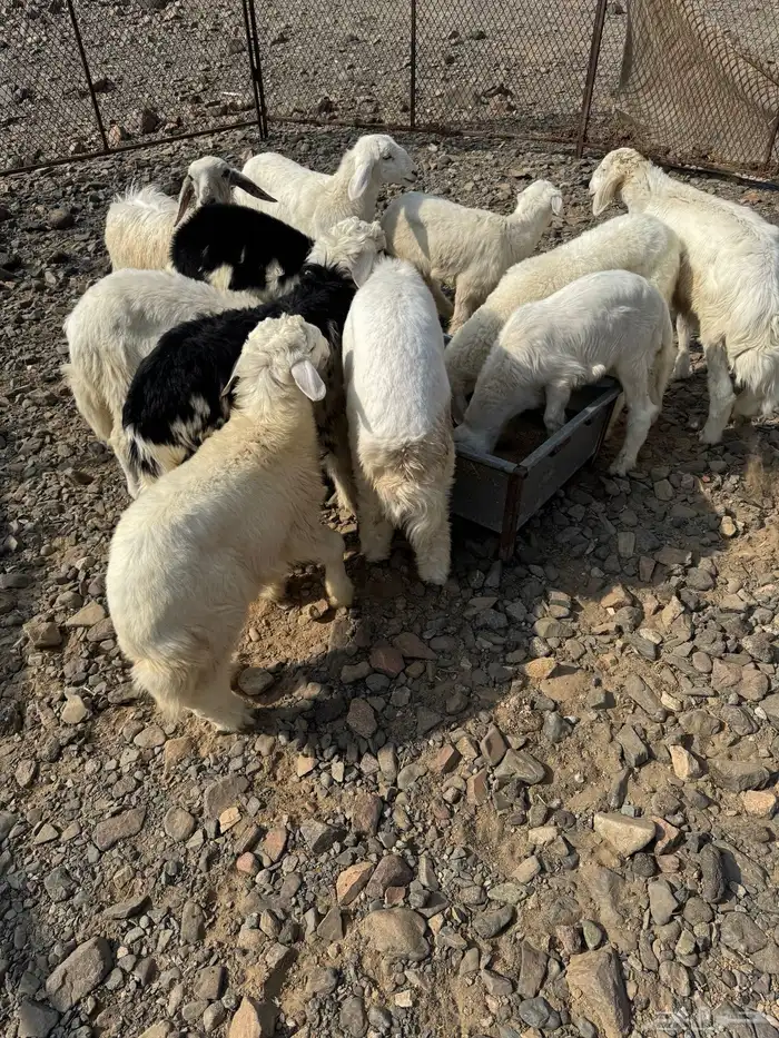 للبيع طليان ورخال 2