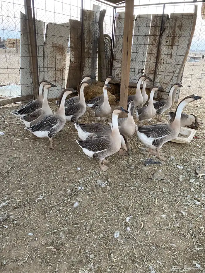 للبيع وز عراقي اصل 2