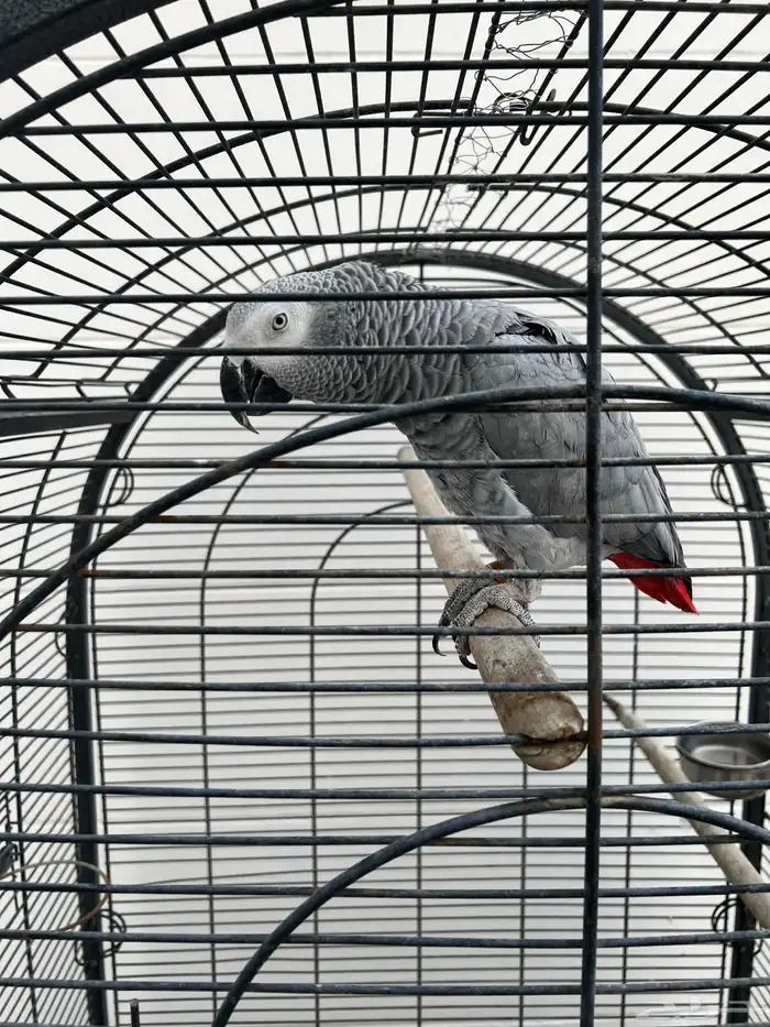 تم البيع. كاسكو 2