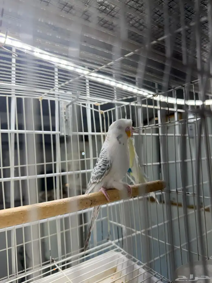 جوزين بادجي 1