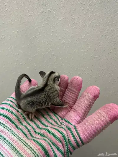 فرخ سنجاب للبيع index