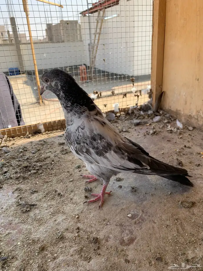 حمام بكستاني 9