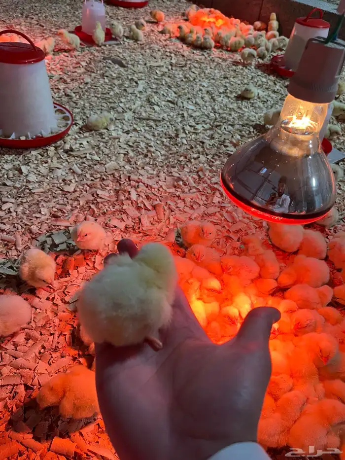 صوص لاحم روس 3