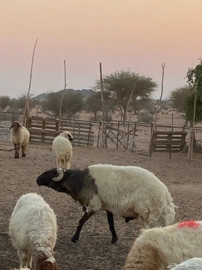 فحل نعيمي جبر و ناهي 2