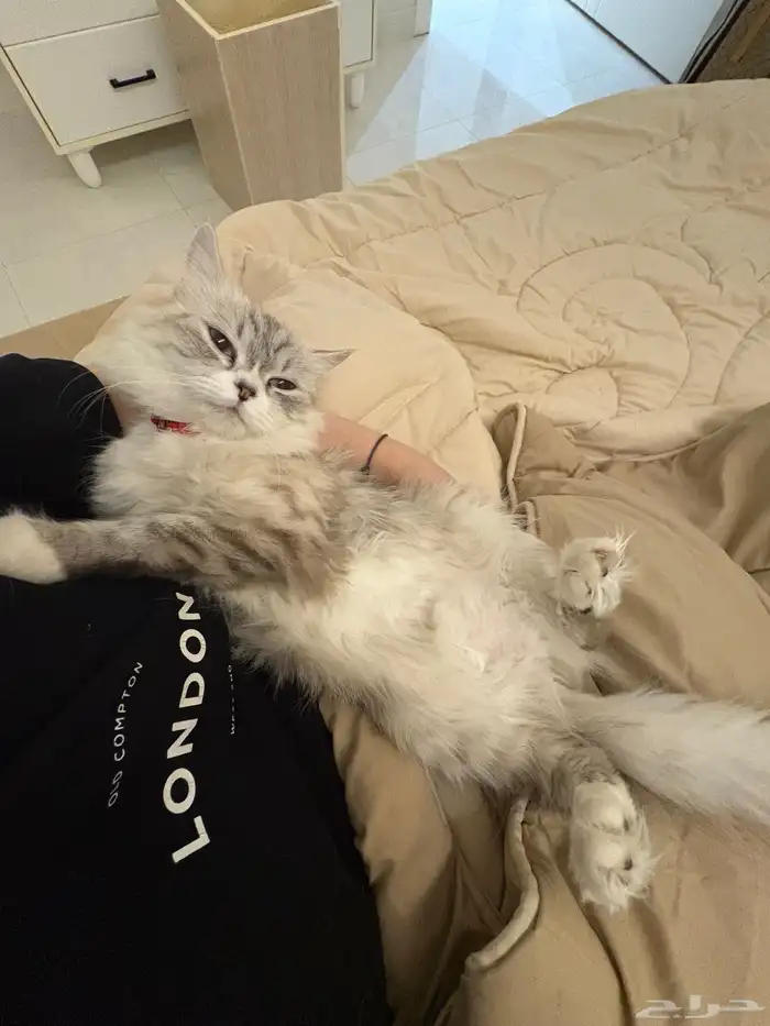 قطه انثى شيرازي للتزاوج نحتاج الى ذكر 3