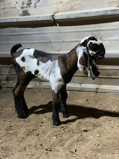 2 تيوس هندية بيور index