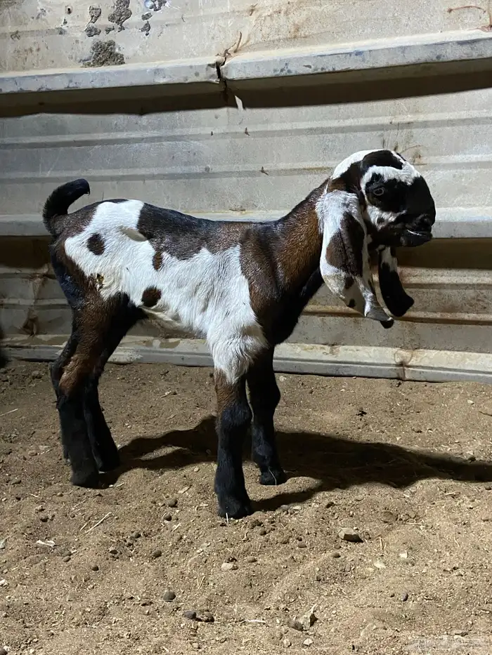 2 تيوس هندية بيور 2