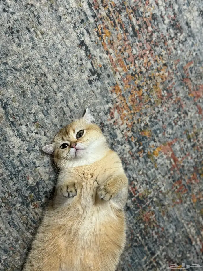 قطة اسكوتش استريت مسجلة 1