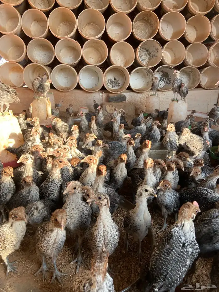 دجاج فيومي شبابي بالحناكيه 2