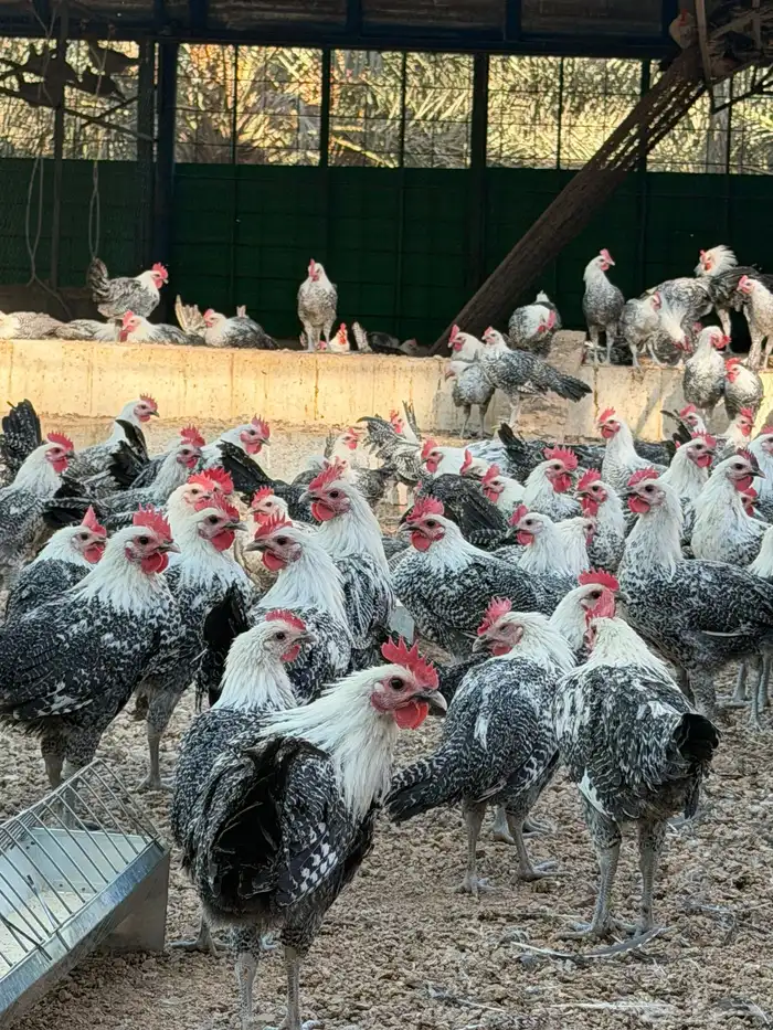 ديكة للبيع عمر 4-5 شهور العدد 400 ( فيومي وبلدي ) 1