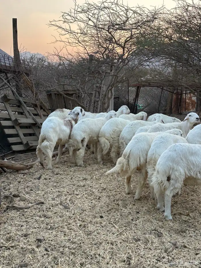 طليان للبيع 1